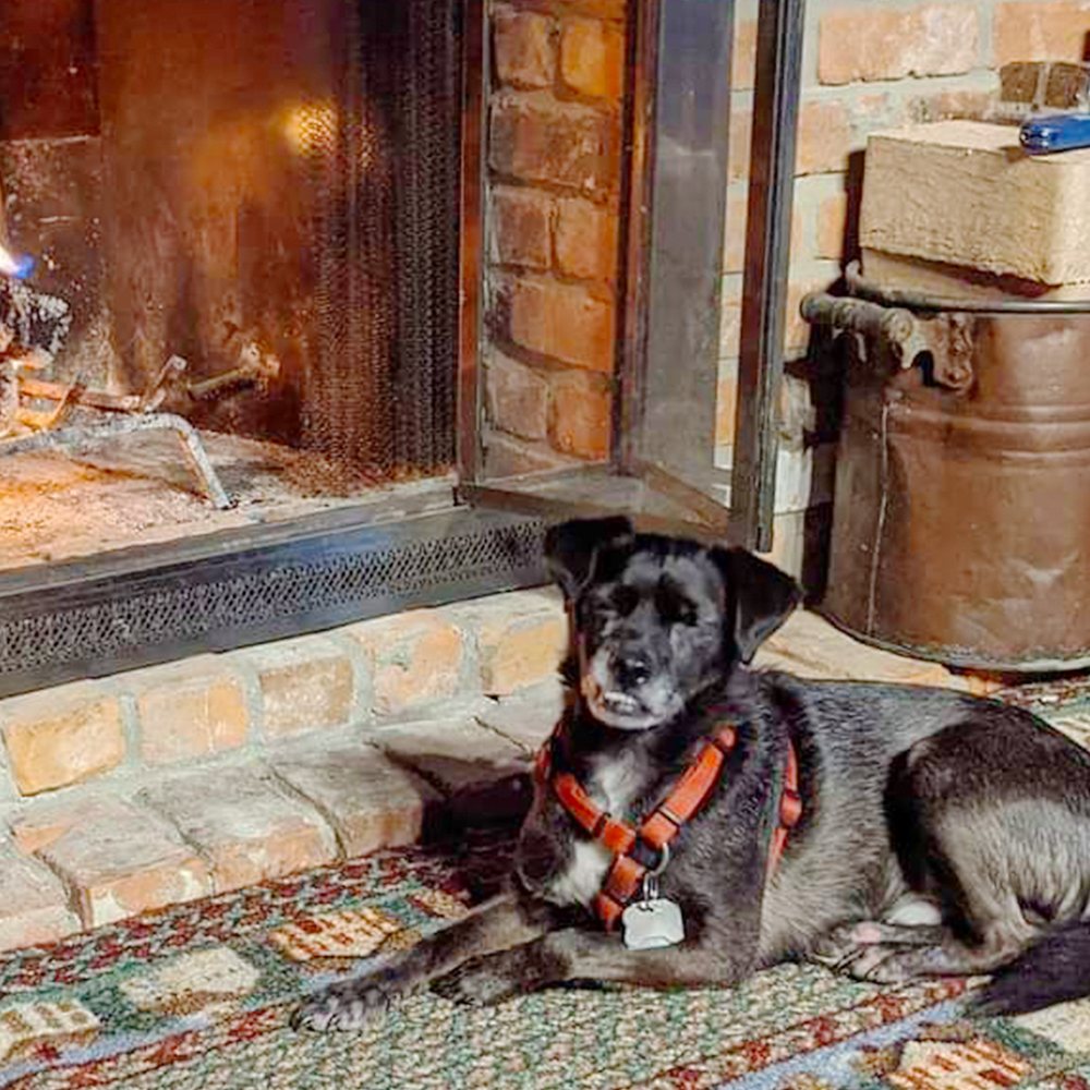 Collin, our office dog