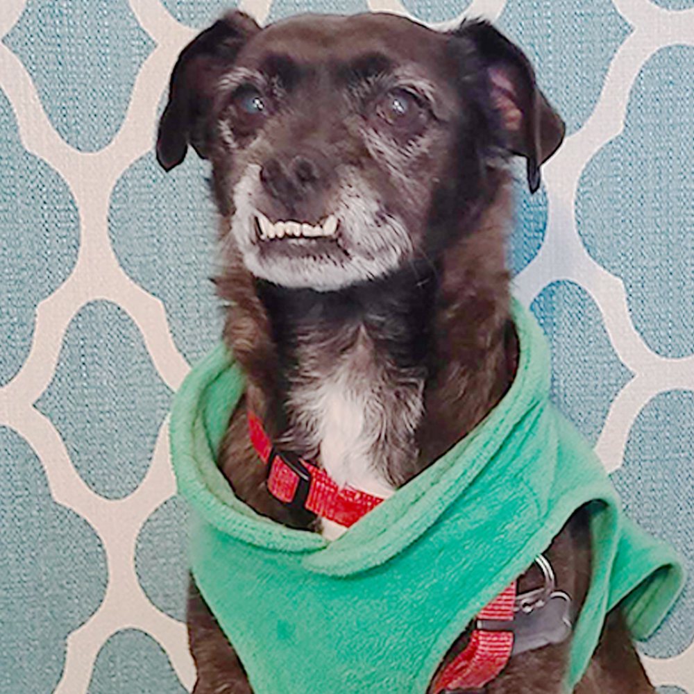 Collin, our office dog